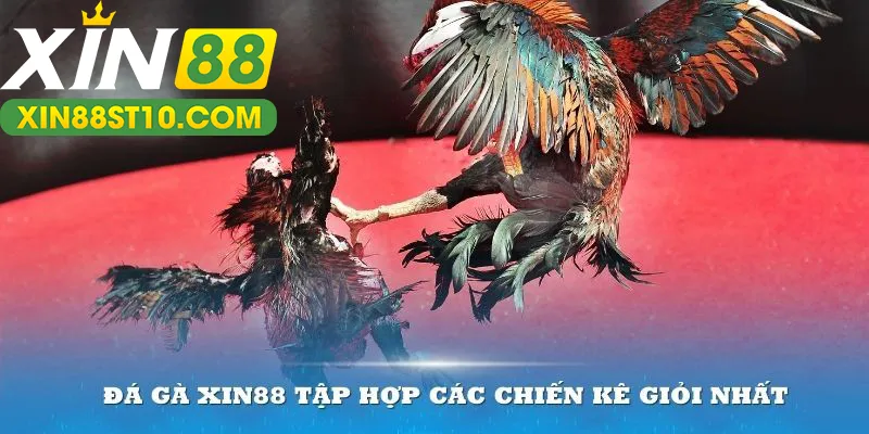 Chuyên mục đá gà ăn khách tại Xin88